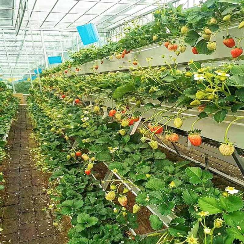 strawberry gutter.jpg