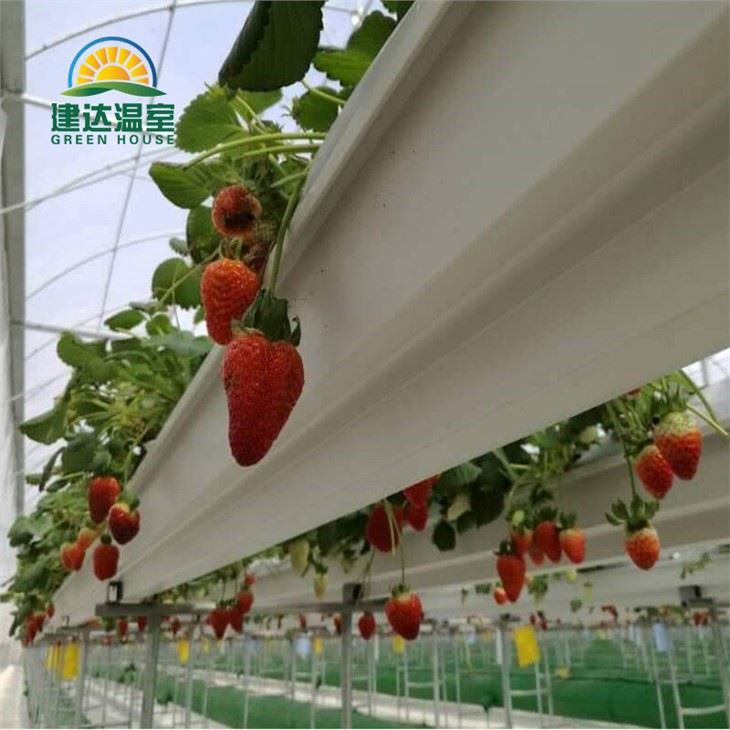 Gouttière de plantation de fraises