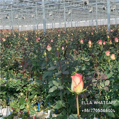 Fleurs et plantes Maisons vertes