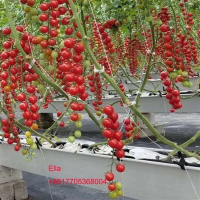 Techniques de gestion pour les semis de tomates greffés dans les zones de hau...