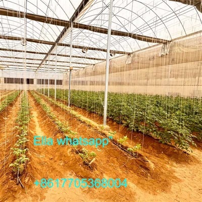 Serre de tomates en Arabie Saoudite