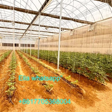 Serre de tomates en Arabie Saoudite