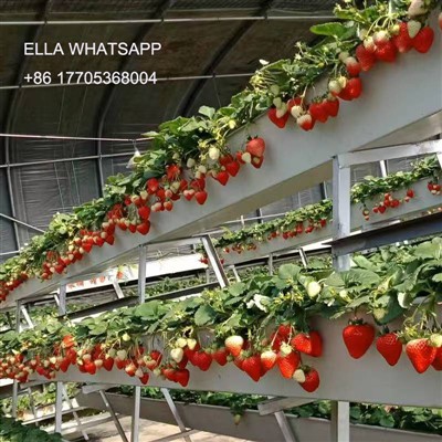 Méthodes de gestion des fraises croissantes dans les serres
