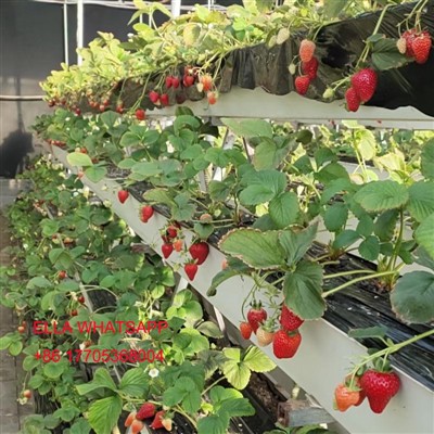 Greenhouse pour planter la fraise