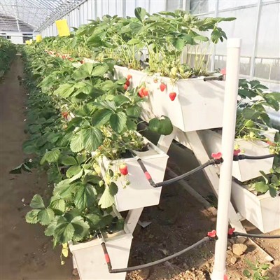 NOUVELLE GOUTTIÈRE DE PLANTATION DE FRAISE