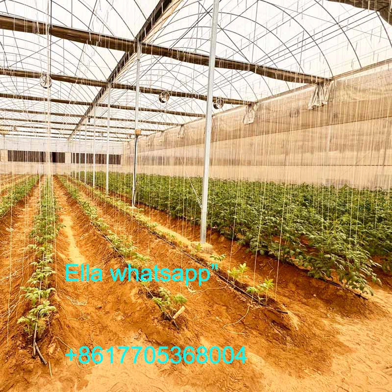 tomato greenhouse tomato greenhouse